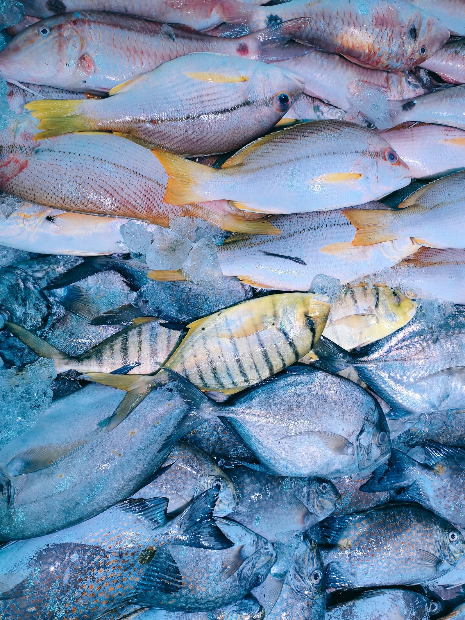 Fresh Fish